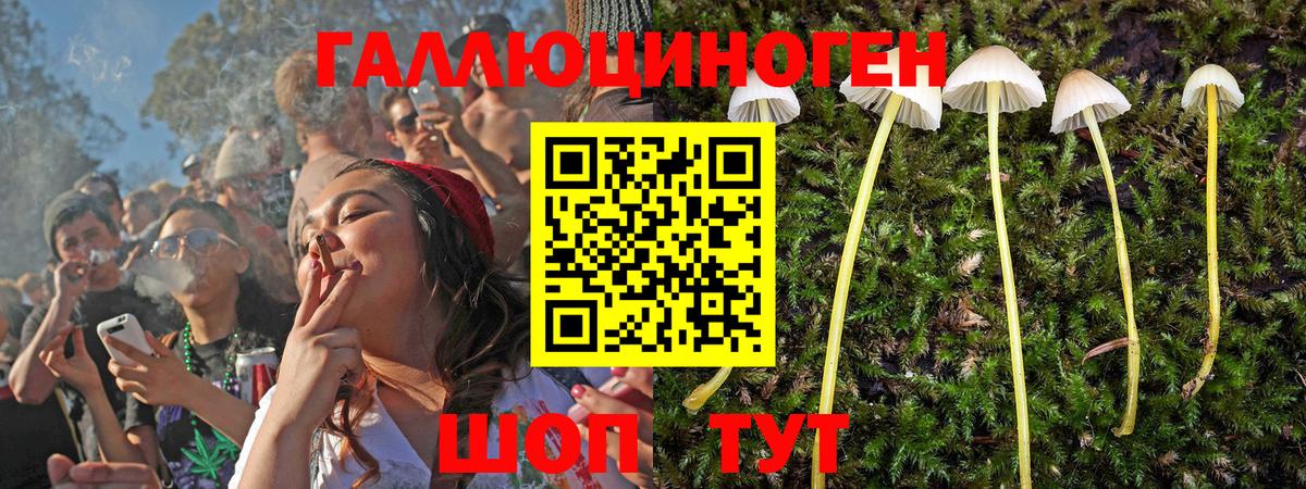 Новоалтайск  наркошоп  Вход с VPN  Псилоцибиновые грибы Psilocybe 